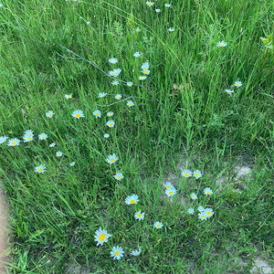 Meet your Posher, Rose___tea